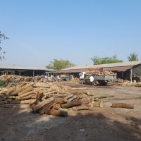 bán gỗ tràm bông vàng keo lai xẻ sẩy khô xuất khẩu